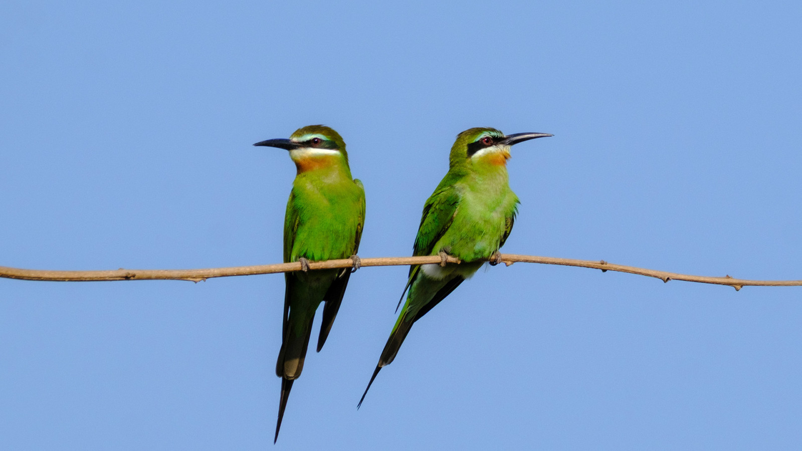 image Madagascar Bee-eater